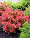 Berberis thunbergii ’Ruby Star’полив